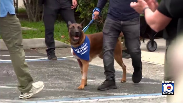 Fort Lauderdale police dog released from animal hospital after being shot while on duty
