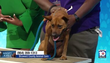 Meadow available for adoption at Broward County Animal Care as shelter faces overcrowding