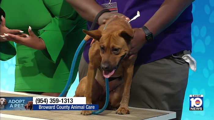 Meadow available for adoption at Broward County Animal Care as shelter faces overcrowding