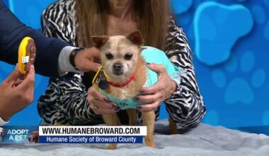 Small dog Chichi looks for forever home