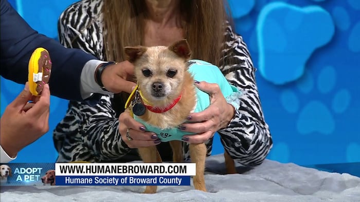 Small dog Chichi looks for forever home