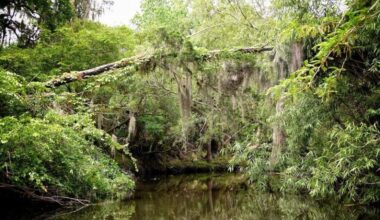 Florida's Unsung State Park Outside Tampa Is A Riverside Sprawl Perfect For Hiking And Mountain Biking