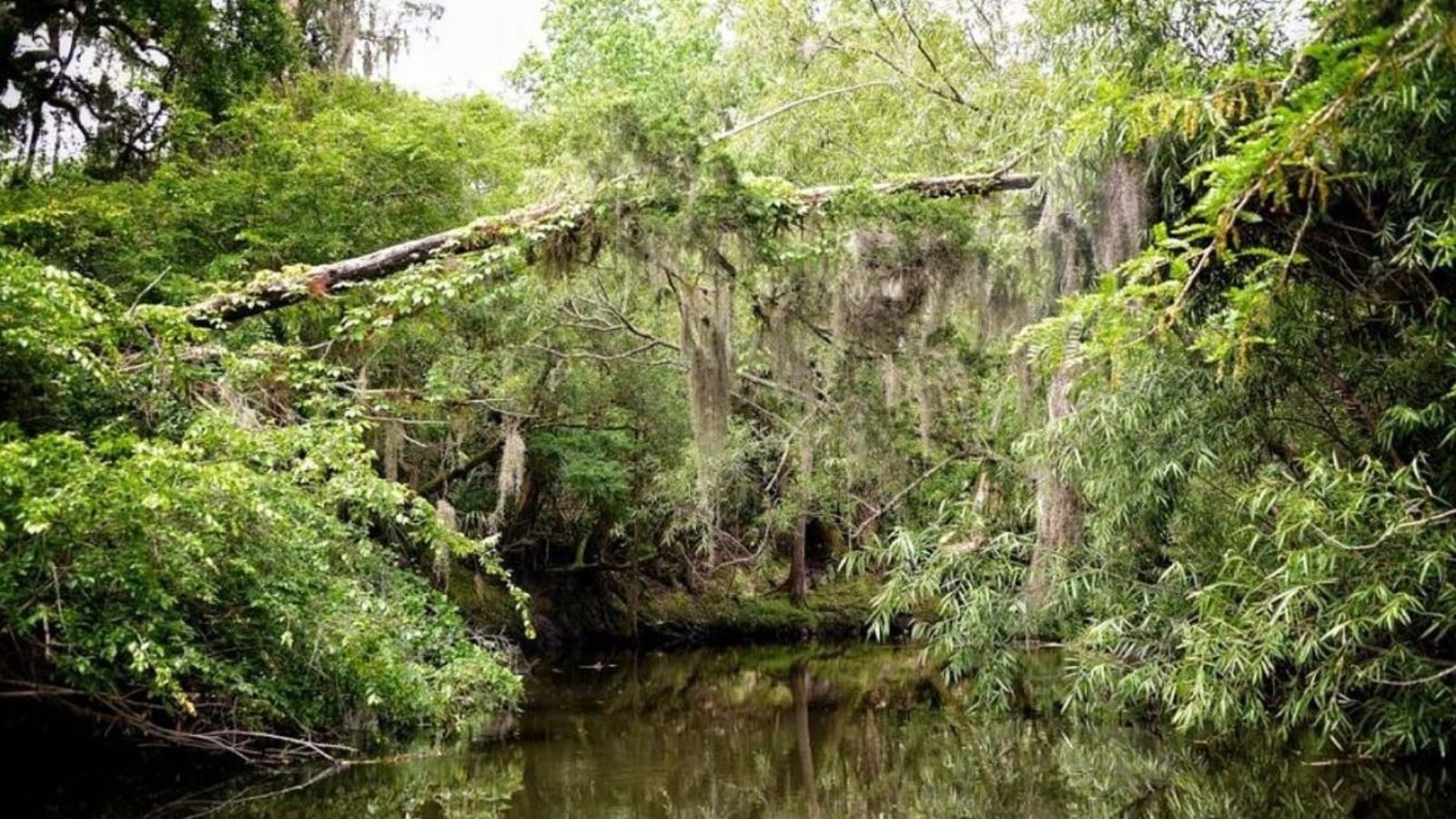 Florida's Unsung State Park Outside Tampa Is A Riverside Sprawl Perfect For Hiking And Mountain Biking