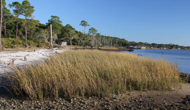 With new law, Florida will use nature as a protection from sea-level rise