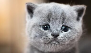 Heartbreak turns to hope: Abandoned kittens find loving homes in Wilton Manors