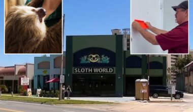 Florida 'slotharium' shuttered after probe found 31 sloths died in 'worst conditions possible'