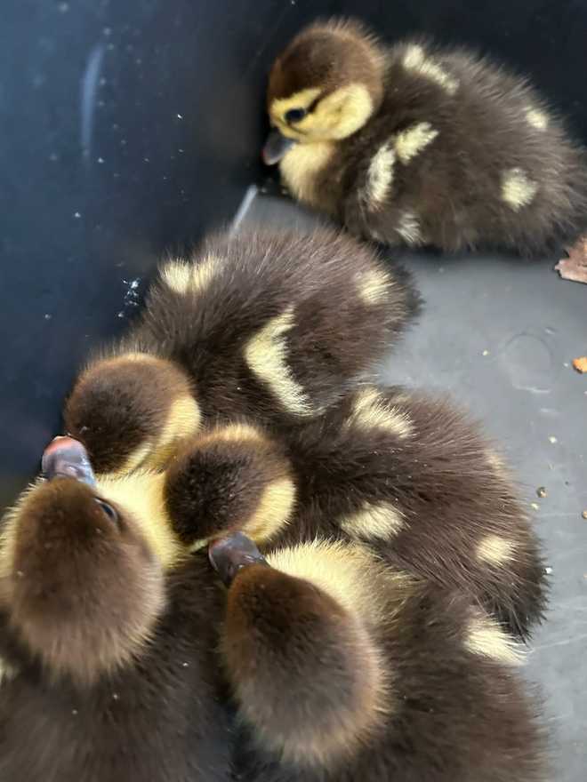 duckling rescue in waterford lakes