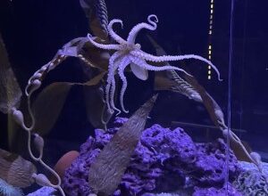 Shell Museum Welcomes New Marine Life - Beach Talk Radio News