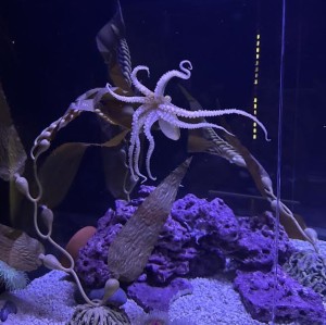 Shell Museum Welcomes New Marine Life - Beach Talk Radio News