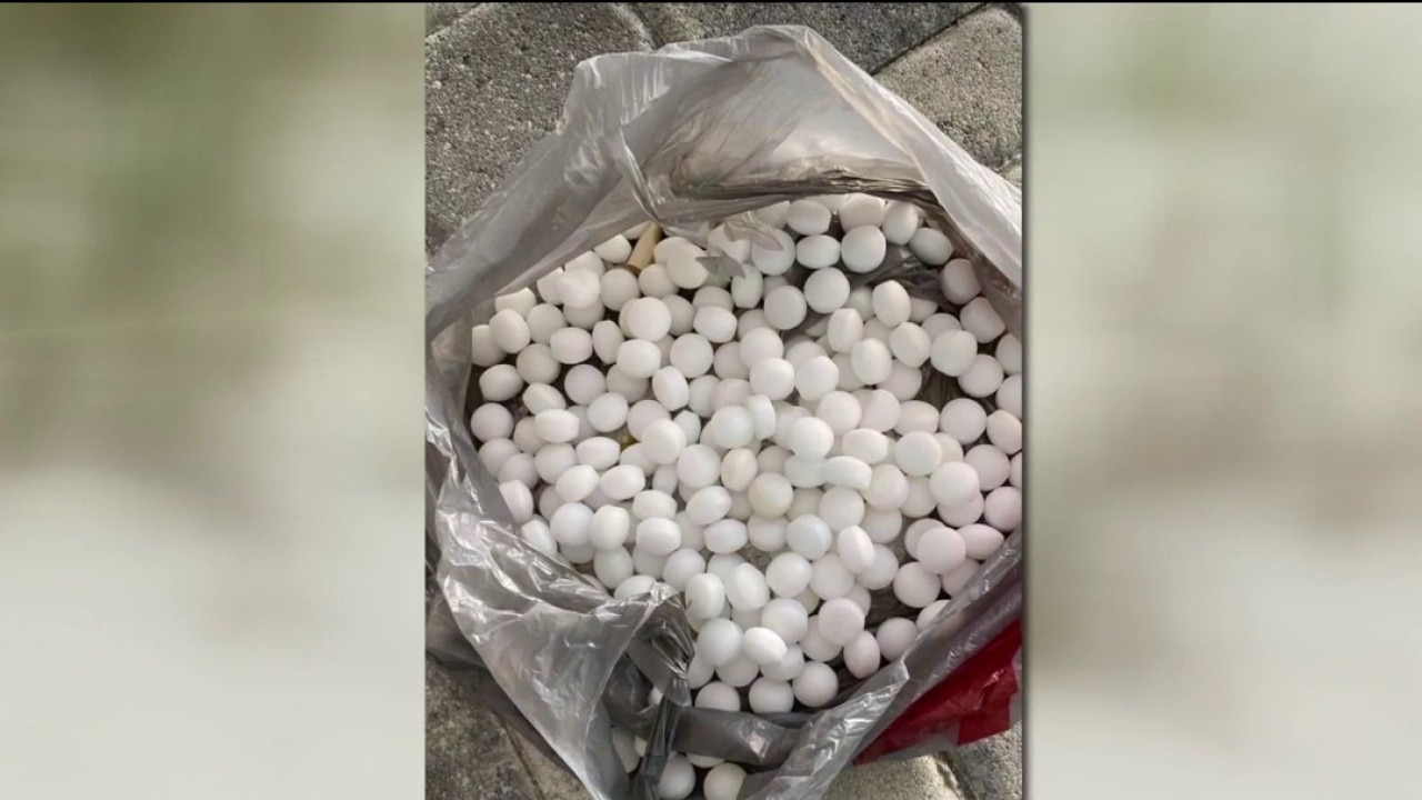 FWC: Mothballs thrown on black skimmer nests