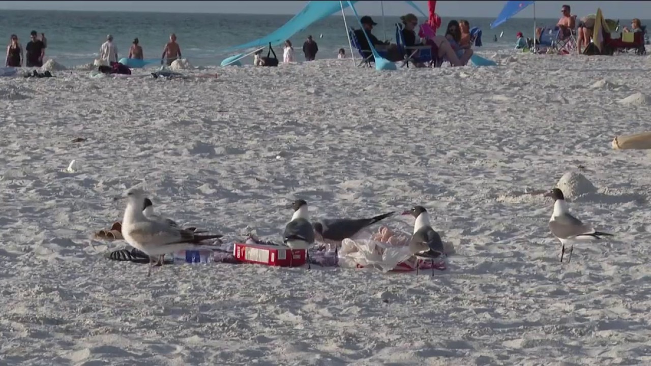 Protecting snacks from seagulls