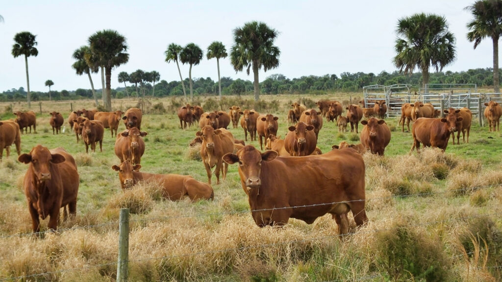 Beef cattle on a ranch (iStock image)