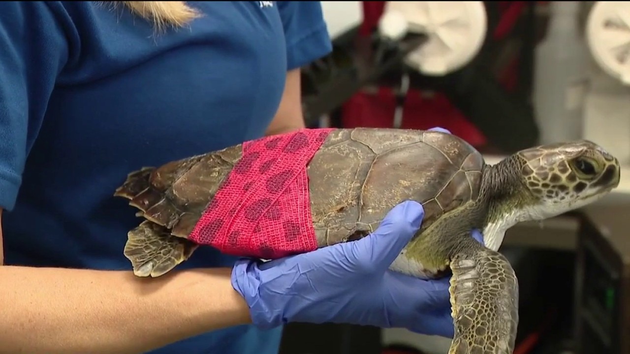 Sea turtle rehab at the Florida Aquarium