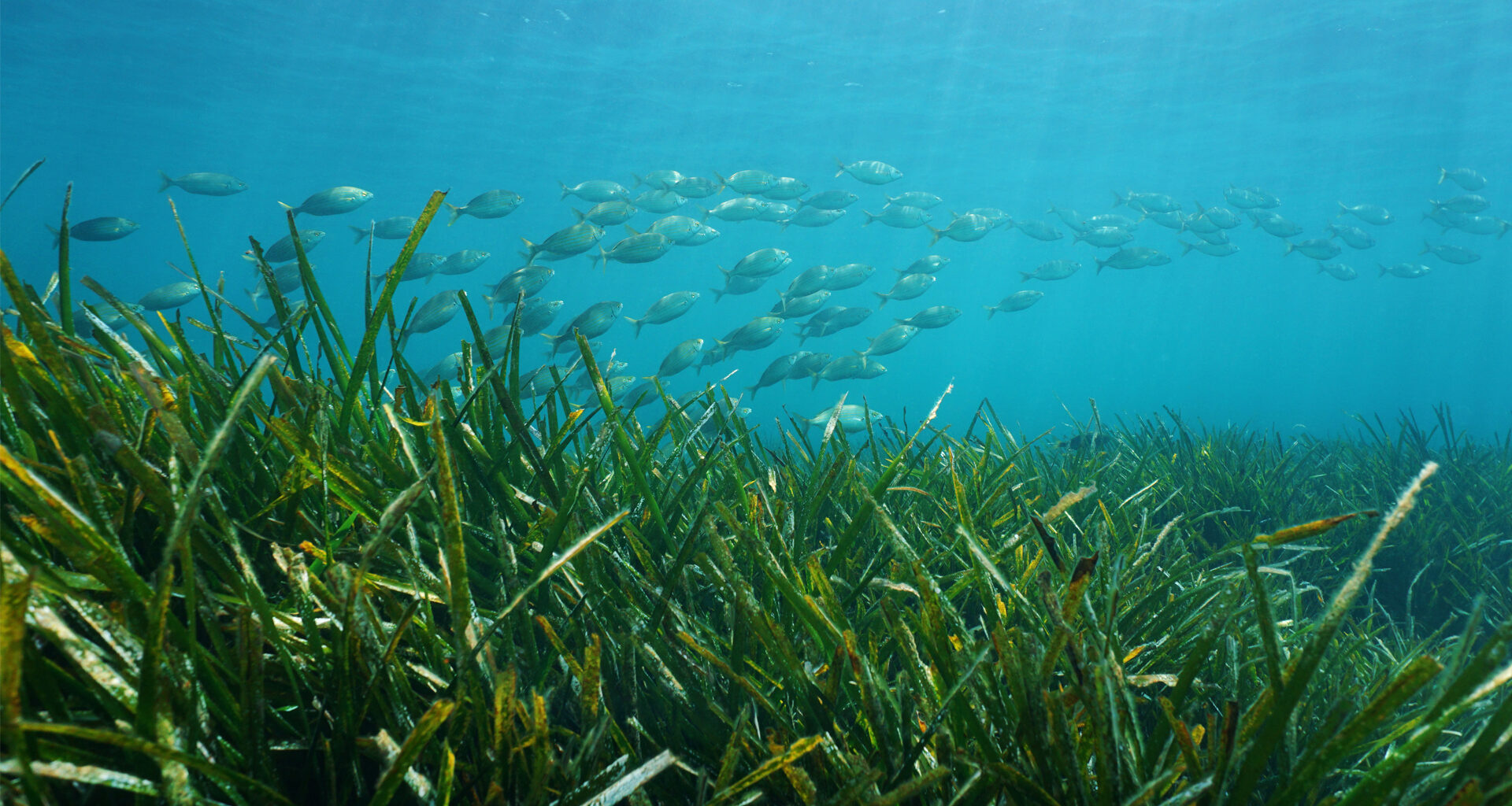 Hurricanes devastated Florida’s East Coast – then seagrass made an unexpected comeback