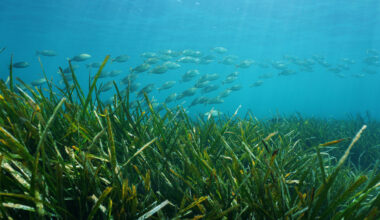 Hurricanes devastated Florida’s East Coast – then seagrass made an unexpected comeback