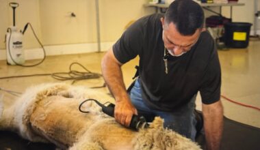 Learn about alpacas at Golden Spirit Alpaca Ranch in Odessa
