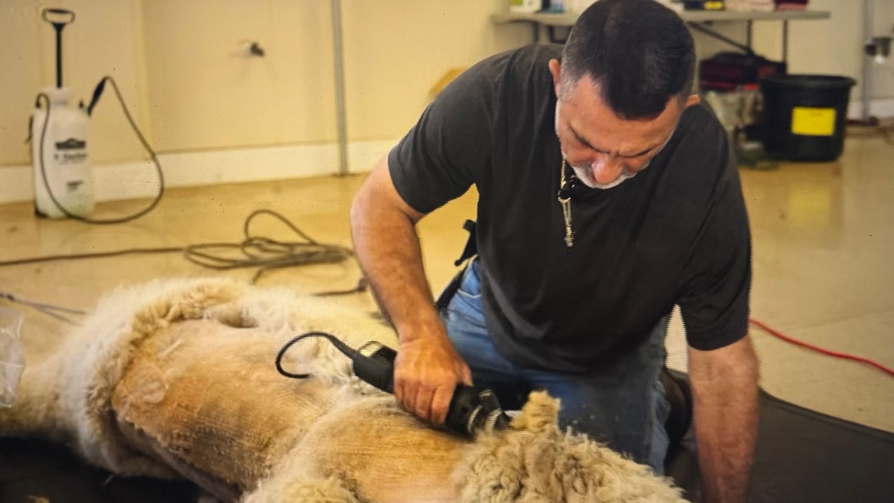 Learn about alpacas at Golden Spirit Alpaca Ranch in Odessa