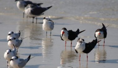 Mothballs Likely Scattered Along FL Beach To Deter Protected Birds, FWC Says
