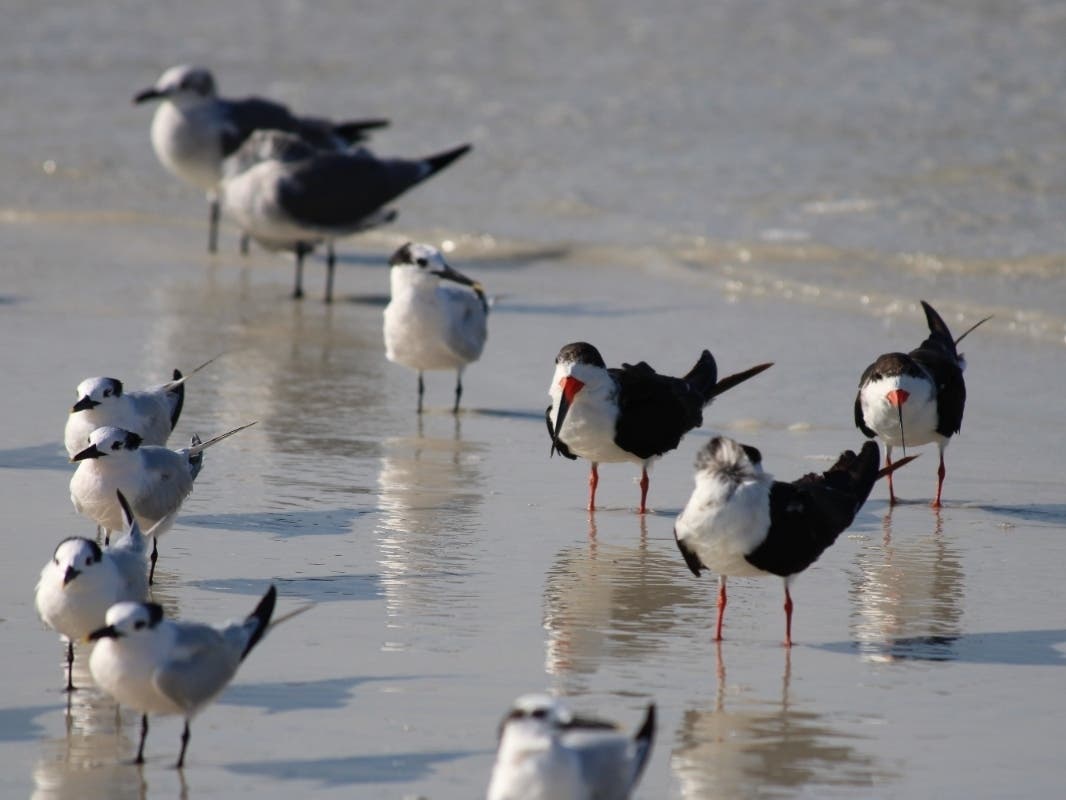 Mothballs Likely Scattered Along FL Beach To Deter Protected Birds, FWC Says