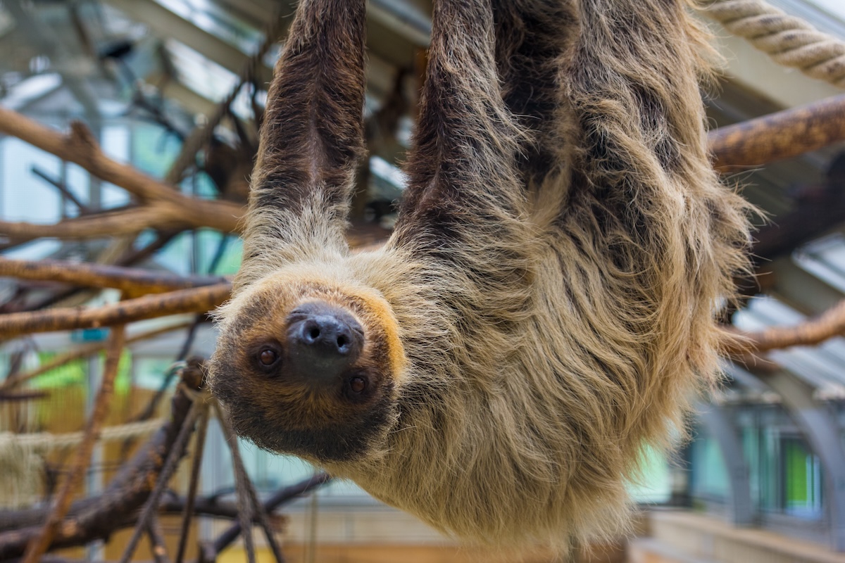 31 sloths died at Orlando Sloth World warehouse before it opened
