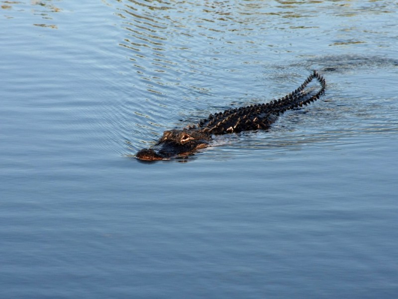 Central Florida park closed as search continues for alligator that attacked a cow