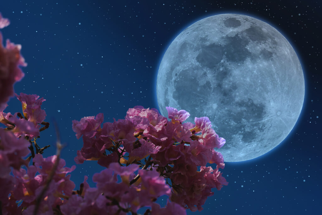 Pink flowers with full moon and little stars background.