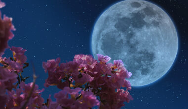 A Spectacular Full 'Flower Moon' Will Light Up Miami Skies This May