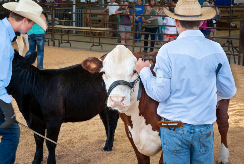 Cows and their male handlers