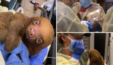 13 malnourished sloths rescued from bankrupt Sloth World Orlando after 31 die