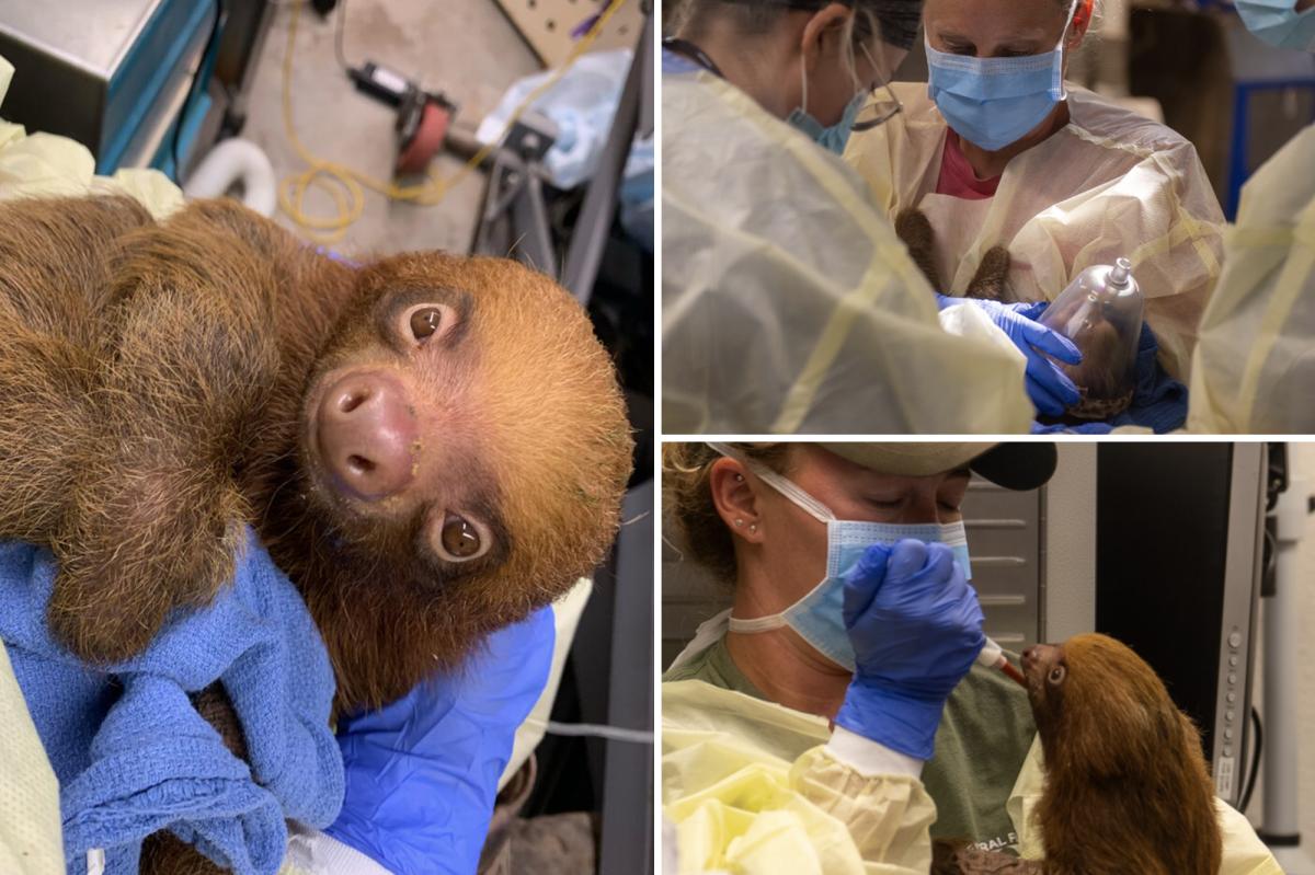 13 malnourished sloths rescued from bankrupt Sloth World Orlando after 31 die