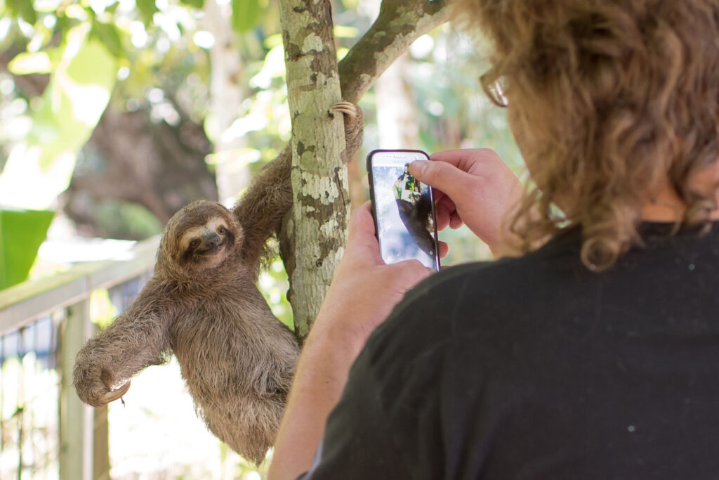 A tourist in Quepos, Costa Rica, photographs a three-fingered sloth used in the tourism trade on Jan. 23, 2018. Credit: Sam Trull