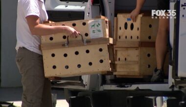 13 Sloth World sloths donated to Central Florida Zoo, CEO says