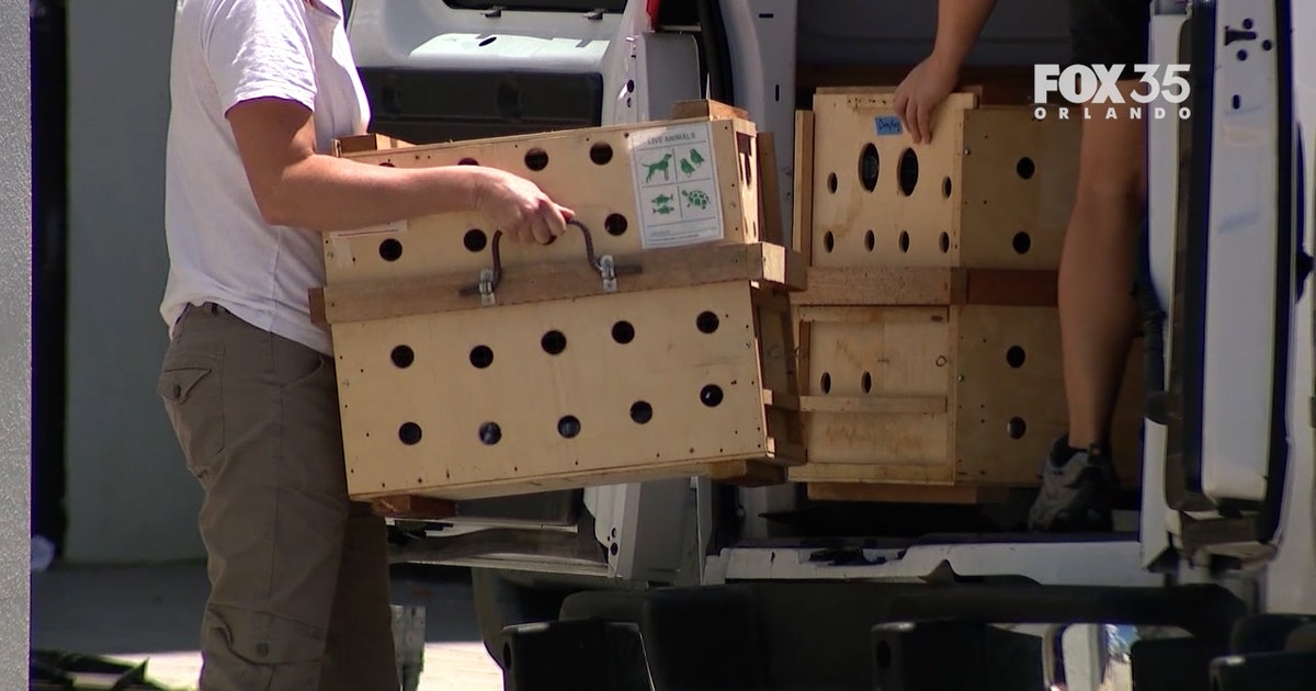 13 Sloth World sloths donated to Central Florida Zoo, CEO says