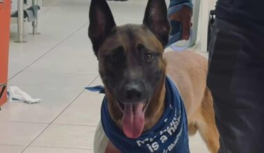 Fort Lauderdale K-9 out of the hospital after being shot on-duty by a burglary suspect over the weekend