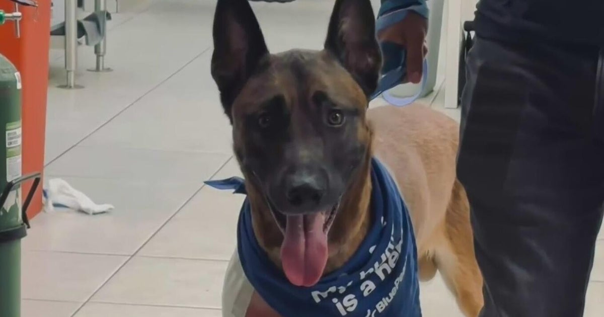 Fort Lauderdale K-9 out of the hospital after being shot on-duty by a burglary suspect over the weekend