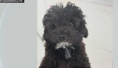 Fort Lauderdale police search for suspect that stole luxury car with dog inside after the dog was safely recovered