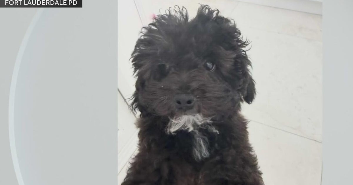 Fort Lauderdale police search for suspect that stole luxury car with dog inside after the dog was safely recovered