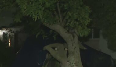 Strong storm topples trees, damages homes in a Miami-Dade neighborhood, with days of cleanup ahead for residents