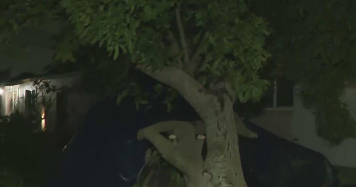 Strong storm topples trees, damages homes in a Miami-Dade neighborhood, with days of cleanup ahead for residents