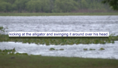 Florida teen arrested for swinging baby alligator by tail, kicking dirt on it, deputies say