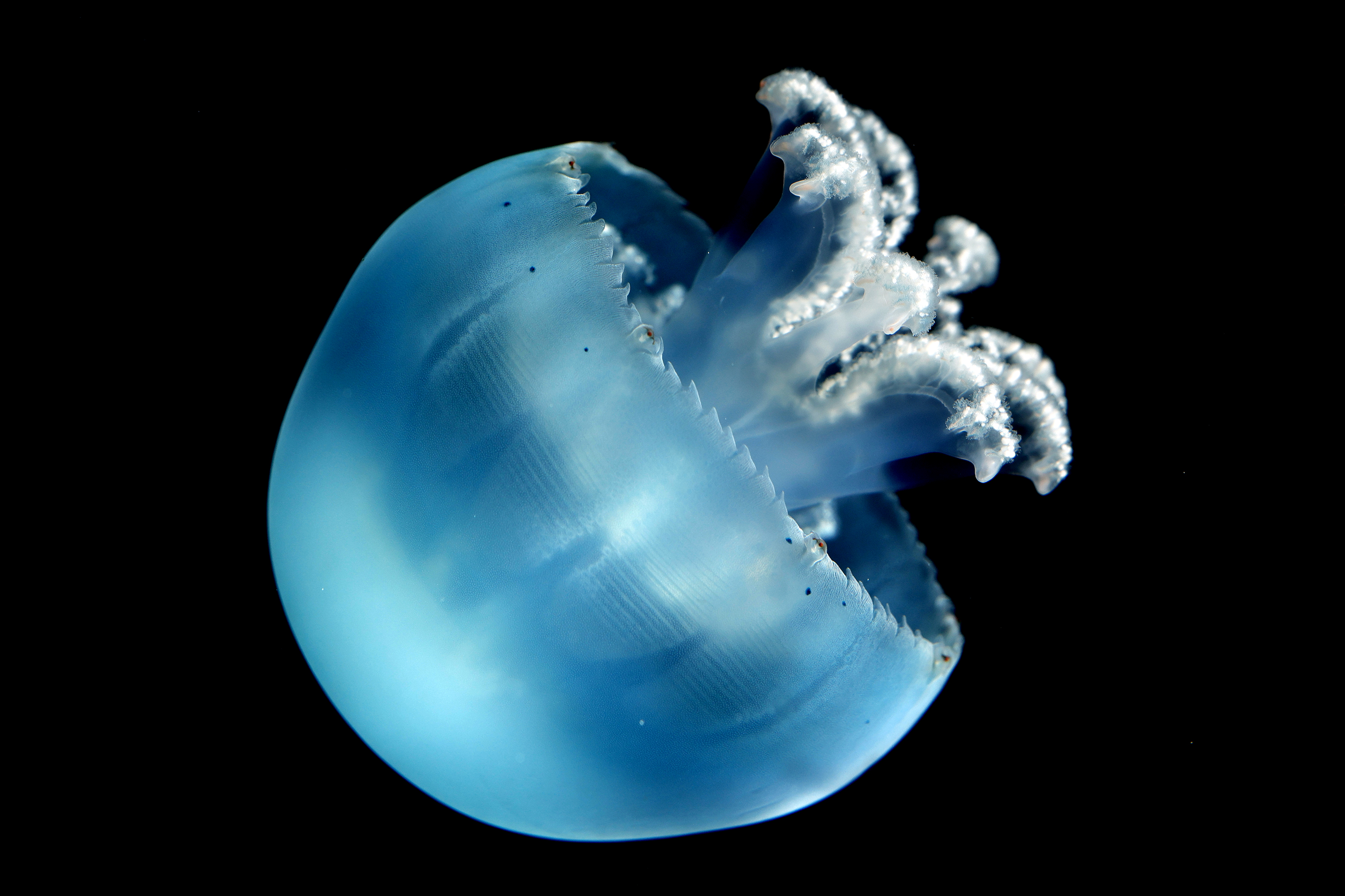 A cannon ball jellyfish swims at the Jellyfish Museum in...
