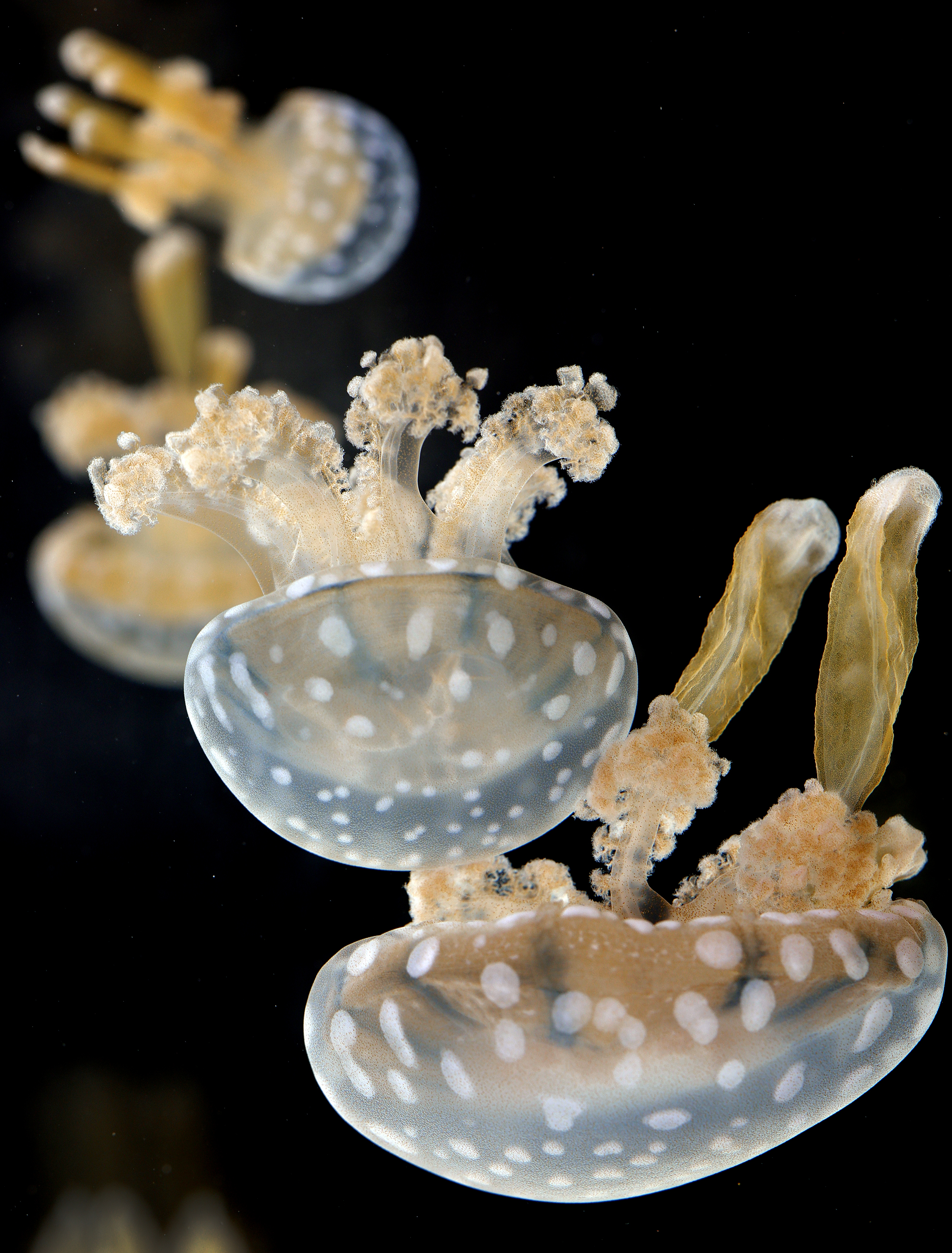 Spotted jellyfish swim at the Jellyfish Museum in Pompano Beach,...