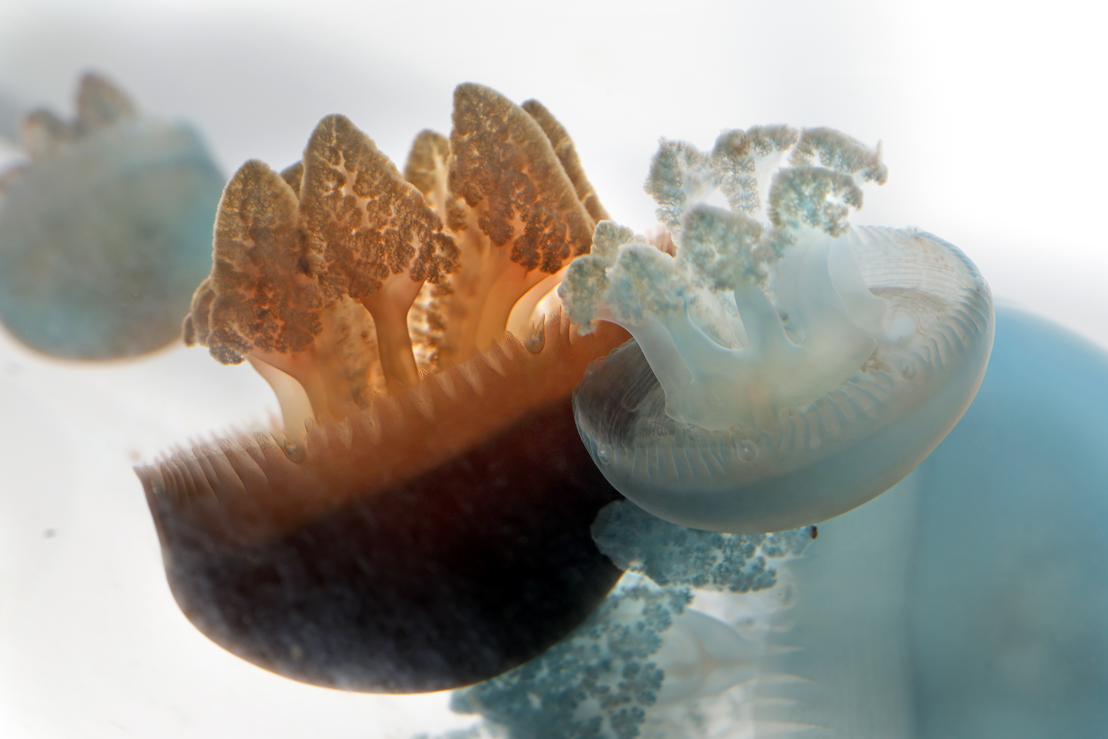 Blue bladder jellyfish swim at the Jellyfish Museum in Pompano...