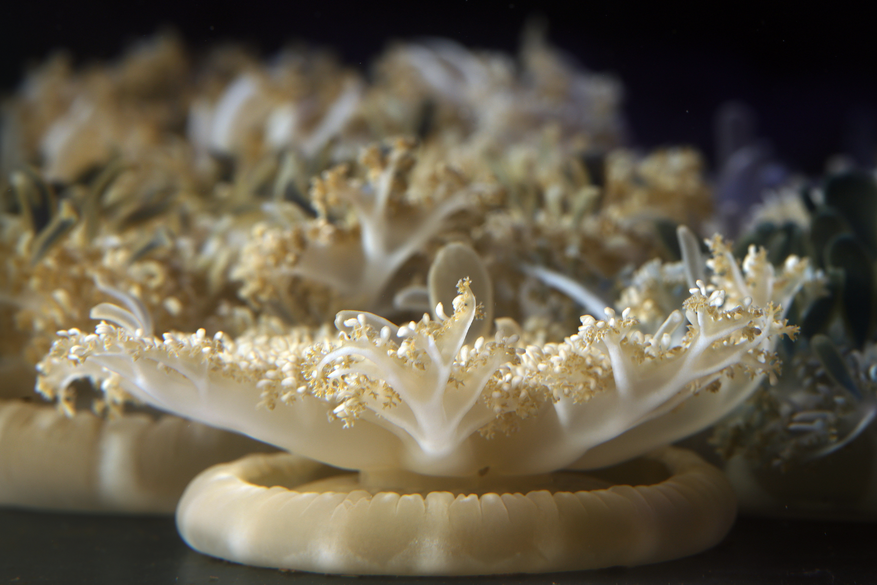 Bottom feeder jellyfish rest on the bottom of a tank...