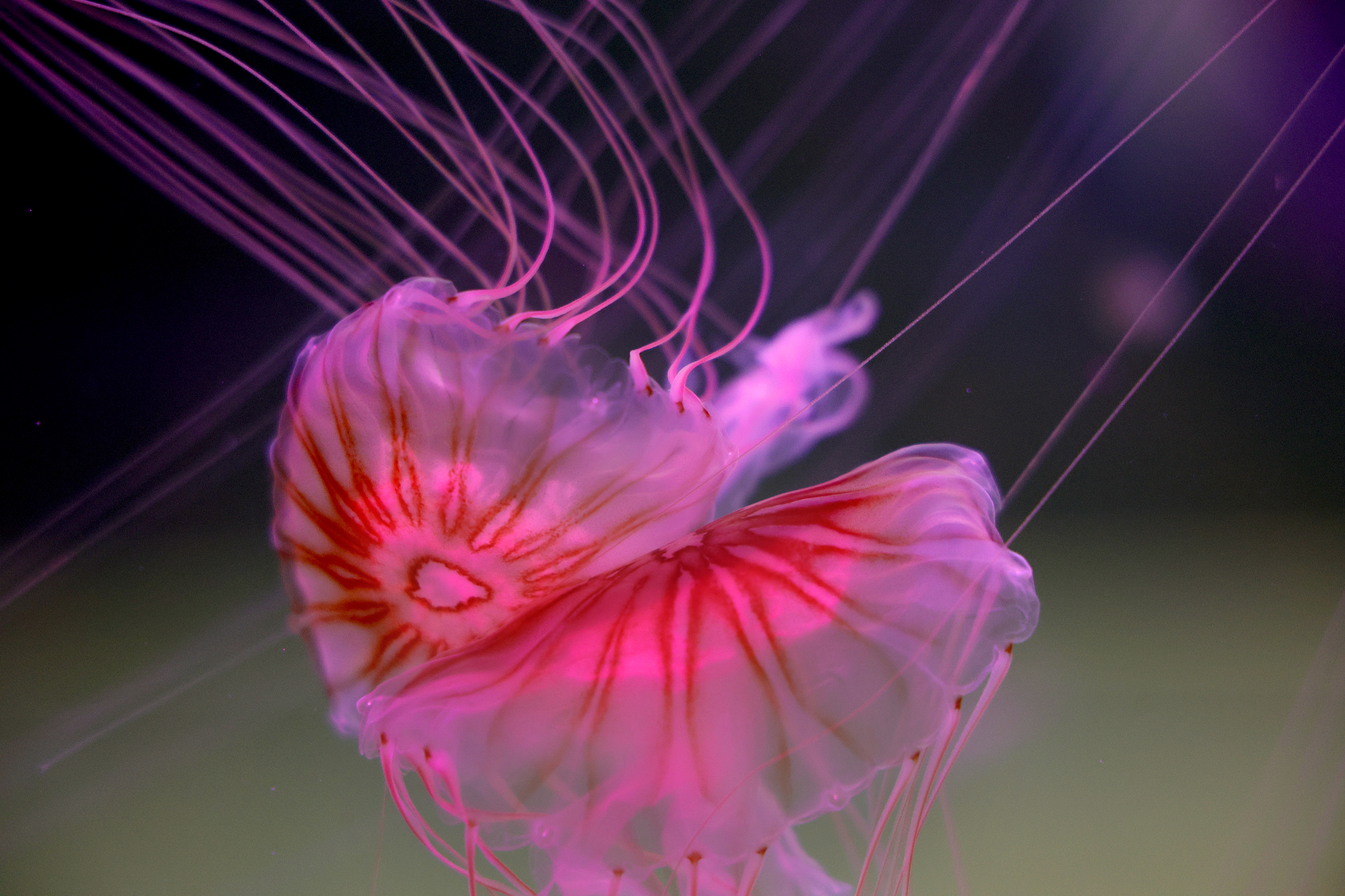 Brown sea nettle jellyfish swim at the Jellyfish Museum in...