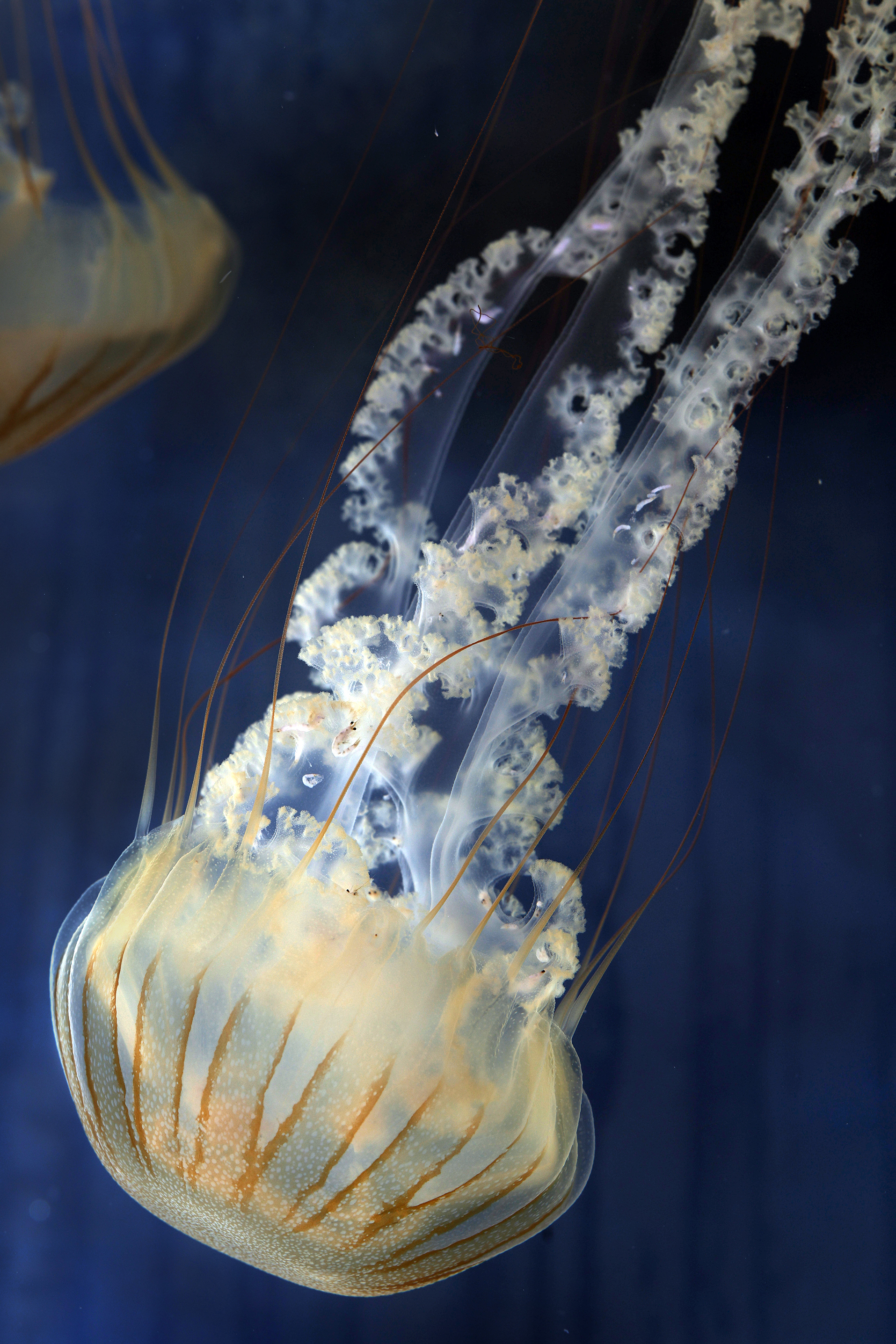 Plocamia jellyfish swim at the Jellyfish Museum in Pompano Beach,...