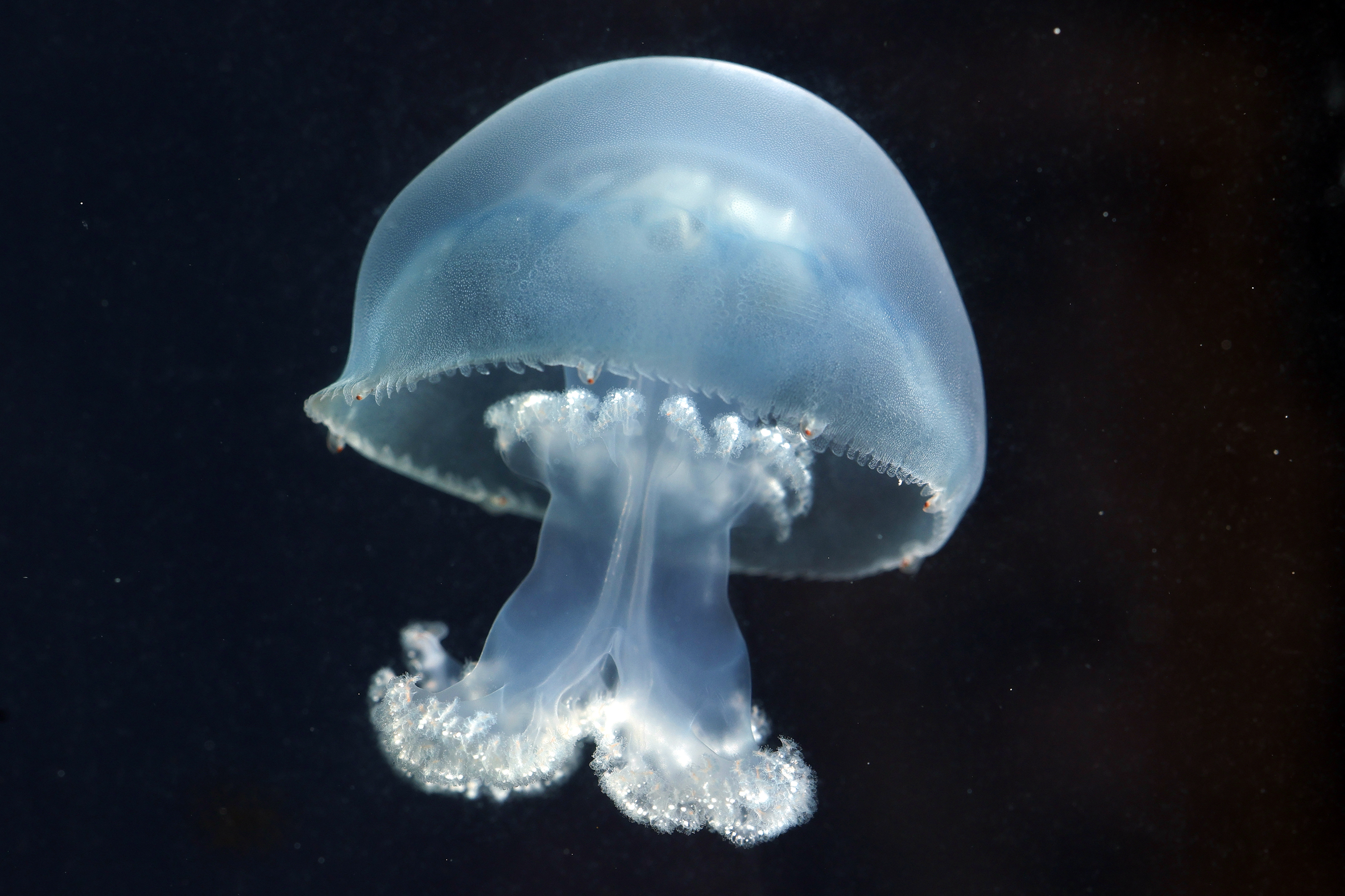A cannon ball jellyfish swims at the Jellyfish Museum in...