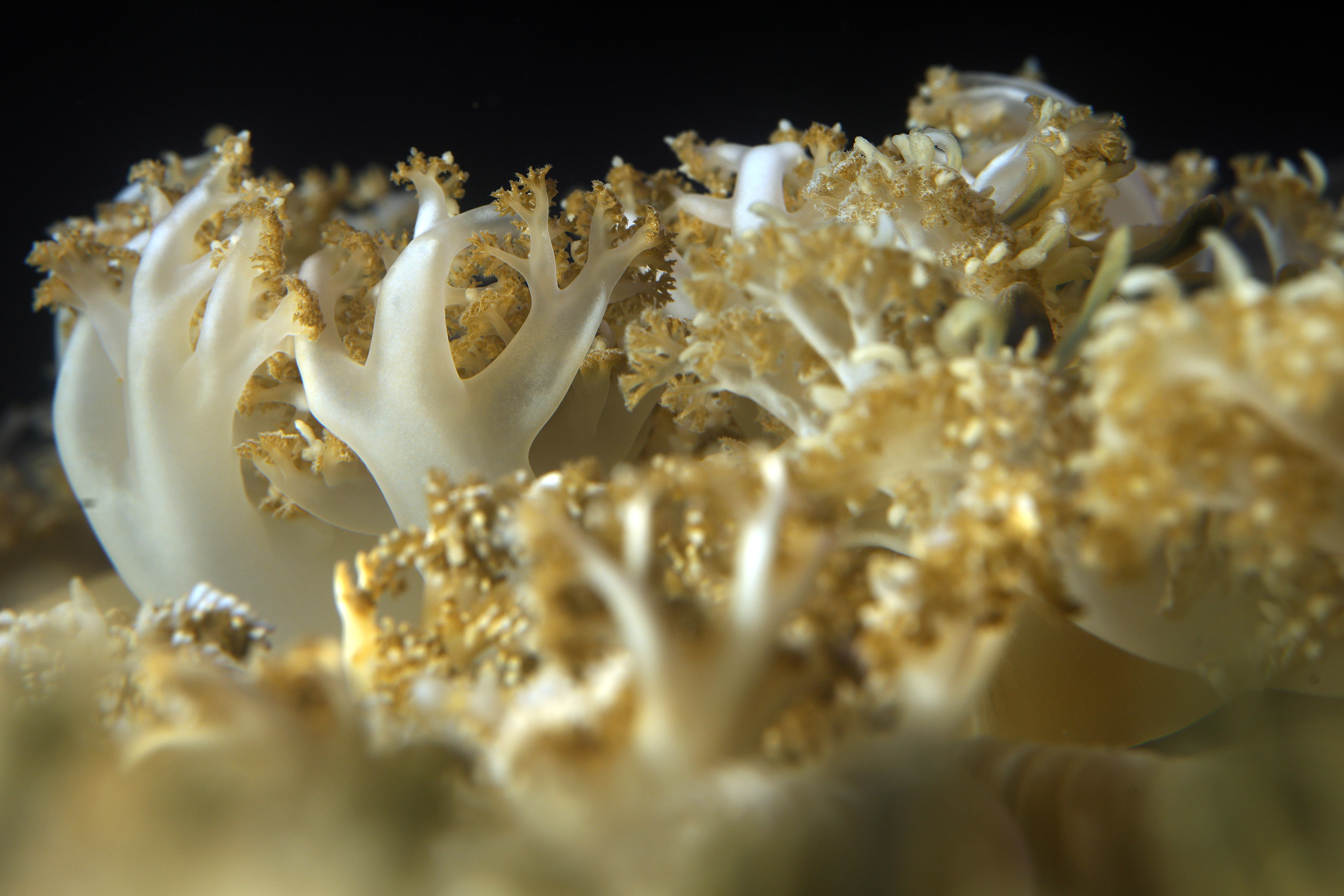 Bottom feeder jellyfish rest on the bottom of a tank...
