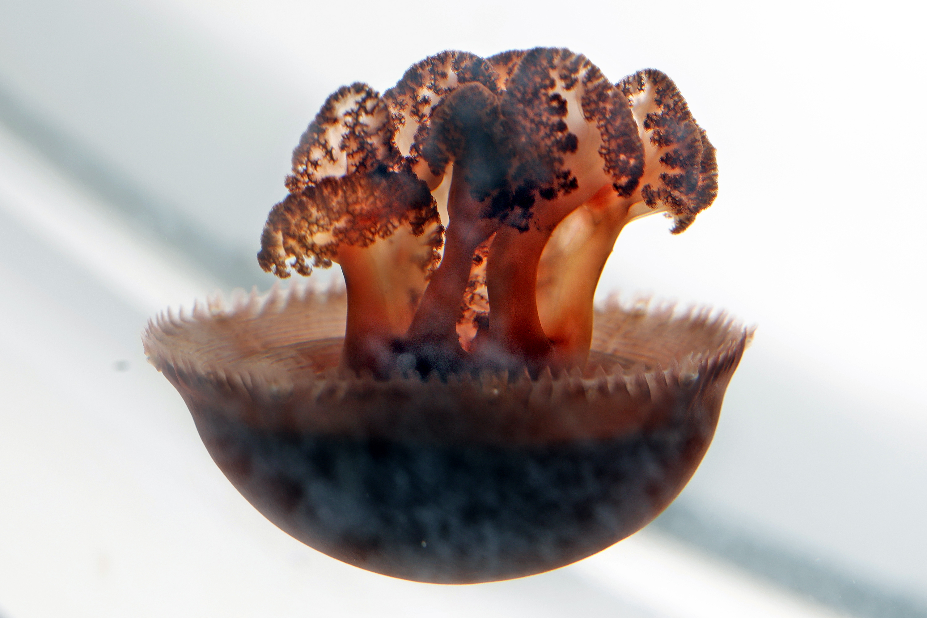 A blue bladder jellyfish swims at the Jellyfish Museum in...