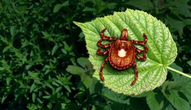ER Visits For Tick Bites At Highest Level In A Decade: What To Know In FL